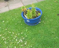 pot