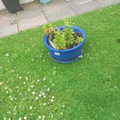 pot