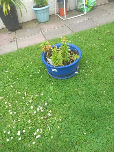 pot