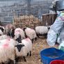 Lambs Image 3