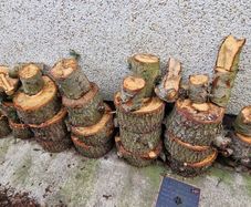 Soft Wood for Logs