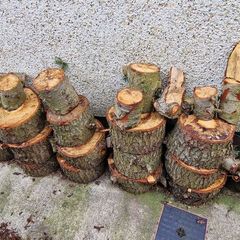 Soft Wood for Logs