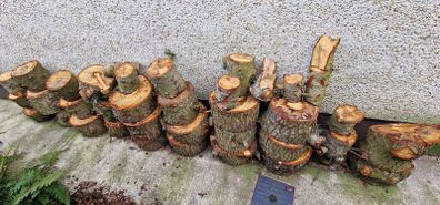 Soft Wood for Logs