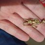 10k gold chain and pendant Image 6