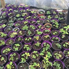 strawberry  plant