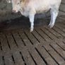 Heifer Image 3