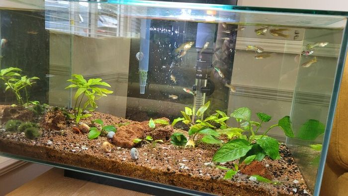 25l fish tank