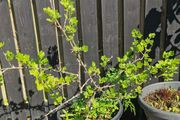 Established gooseberry plant pink fruit
