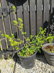 Established gooseberry plant pink fruit