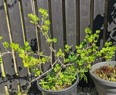 Established gooseberry plant pink fruit
