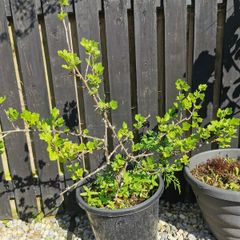 Established gooseberry plant pink fruit