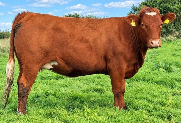 35 In-Calf Heifers for Sale Balla Mart 17 Oct