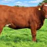 35 In-Calf Heifers for Sale Balla Mart 17 Oct Image 4