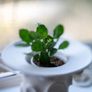 AstrHori Full Frame 50mm F1.4 Tilt Shift Sony FE E Mount Miniature Landscape MF Lens Image 7