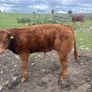 Bull Image 6