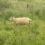 Charolais Ram Image 6