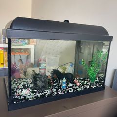fish tank with heater