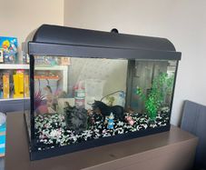 fish tank with heater