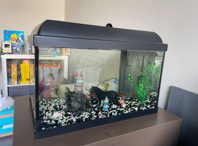 fish tank with heater