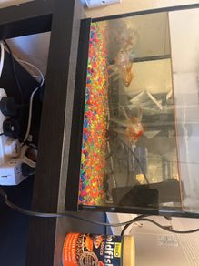 fish tank