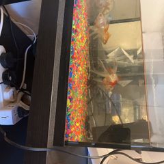 fish tank