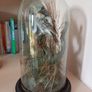 Taxidermied bird in glass dome Image 3