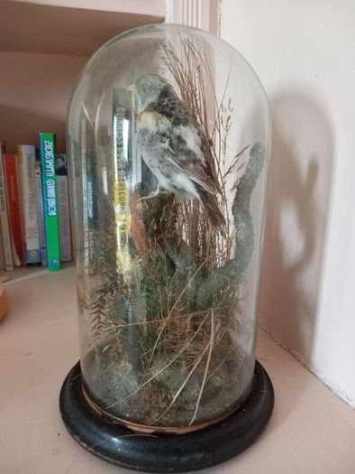 Taxidermied bird in glass dome