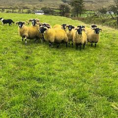 Lanark rams
