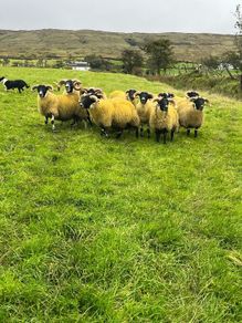 Lanark rams