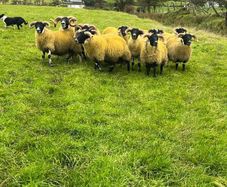 Lanark rams