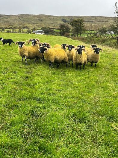 Lanark rams