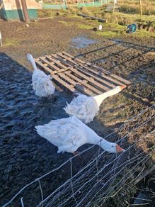 Sebastopol and roosters