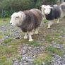 Herwick ram and 4 ewes for sale Image 10