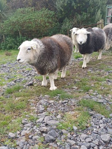 Herwick ram and 4 ewes for sale