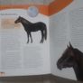 The Handbook of Horse Breeds Image 4