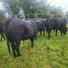 Organic  Aa.@lim Heifers Drumboshambo Mart Sat.24