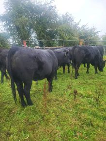 Organic  Aa. X  Heifers Drumboshambo Mart Sat.24