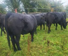Organic  Aa. X  Heifers Drumboshambo Mart Sat.24
