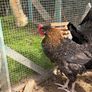 Easter Egger Rooster For Sale Image 2