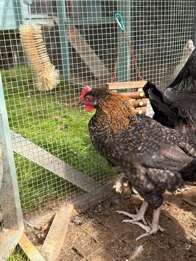 Easter Egger Rooster For Sale
