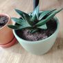 Houseplant- Zebra Haworthia Image 5