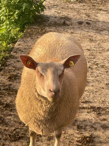 Purebred charollais ram and ewe lambs