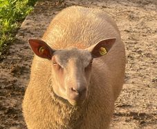 Purebred charollais ram and ewe lambs