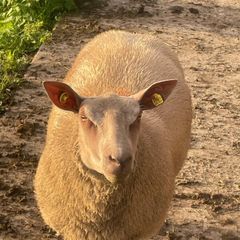 Purebred charollais ram and ewe lambs