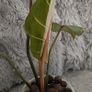 Philodendron Gloriosum Image 2