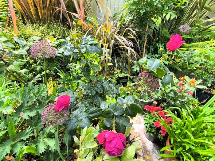 garden plants