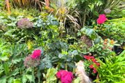 garden plants