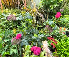 garden plants