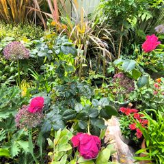 garden plants