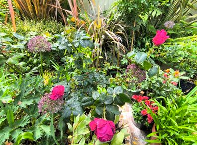 garden plants